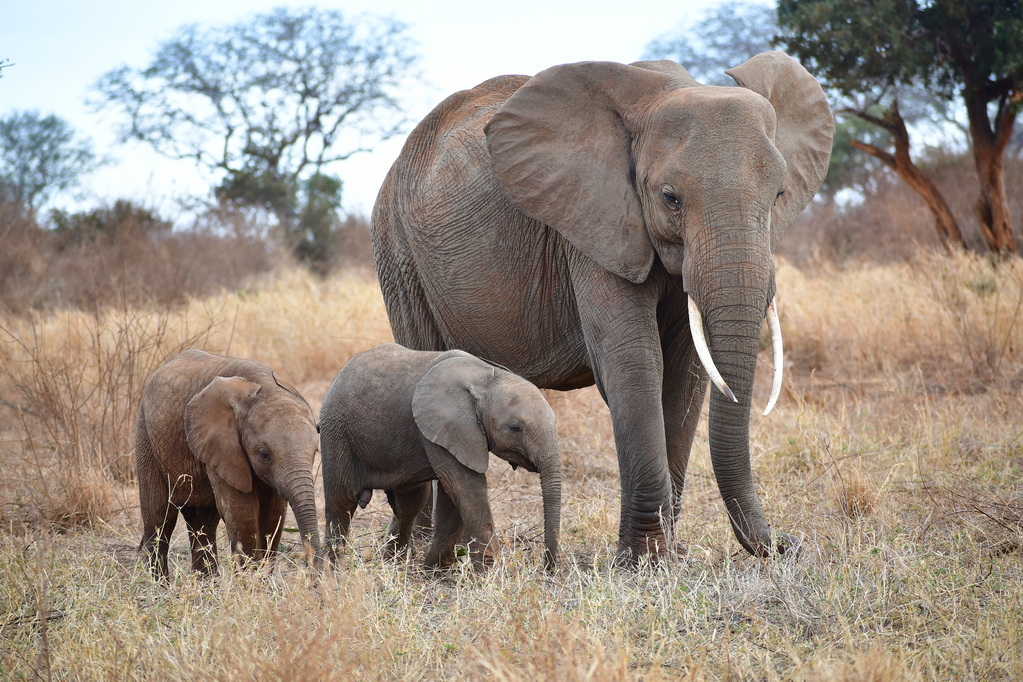 Tsavo East National Park